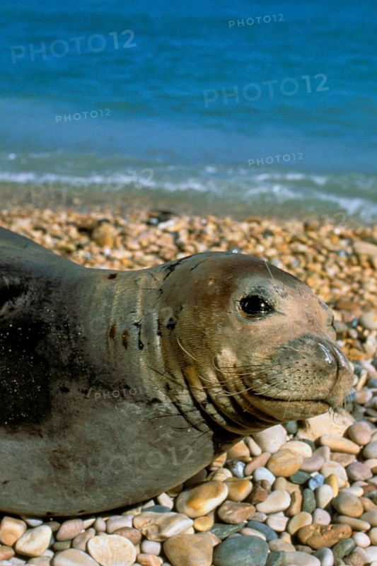 Mediterranean monk seal
