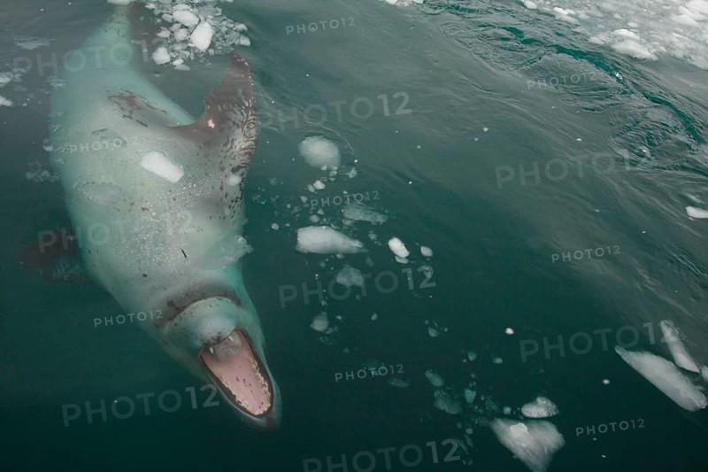 Leopard Seal