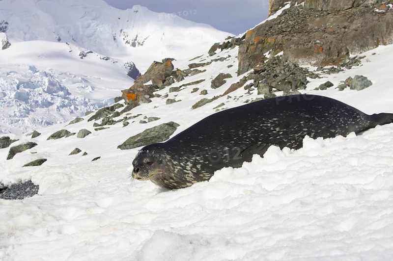 Weddell seal