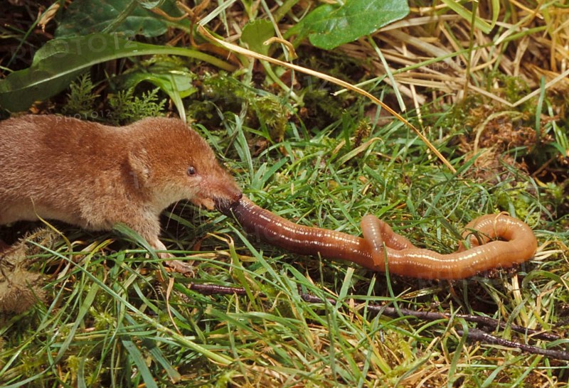 Common shrew