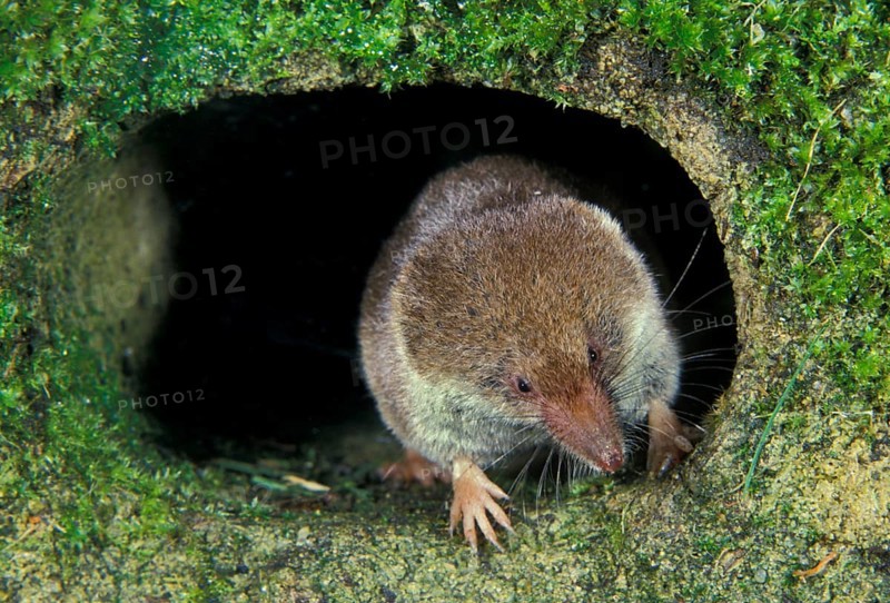 Common shrew