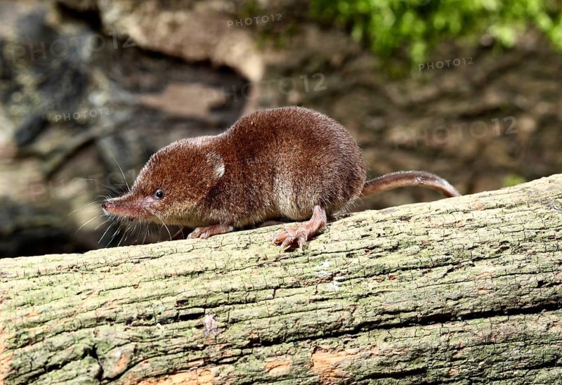 Common Shrew