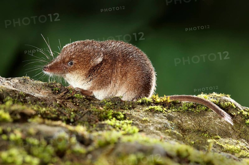 Common Shrew