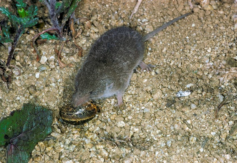 Greater white-toothed shrew