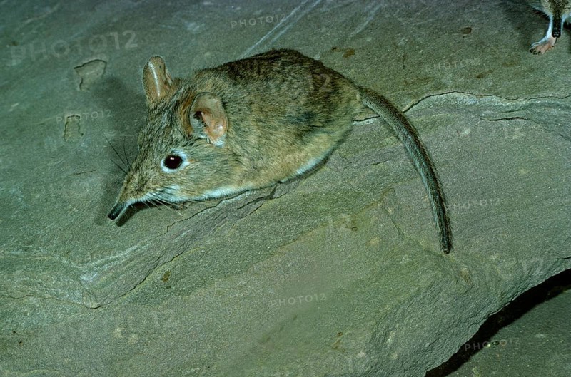 North African Elephant-shrew