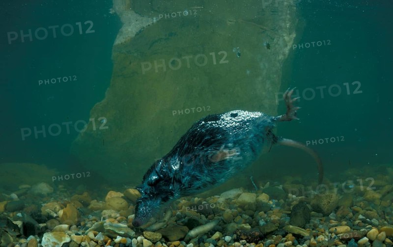 Eurasian water shrew