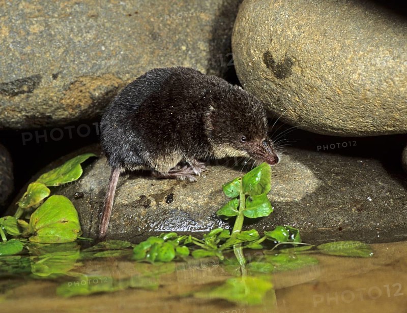 Eurasian water shrew