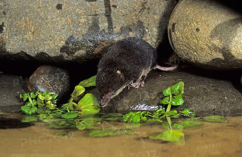 Eurasian water shrew