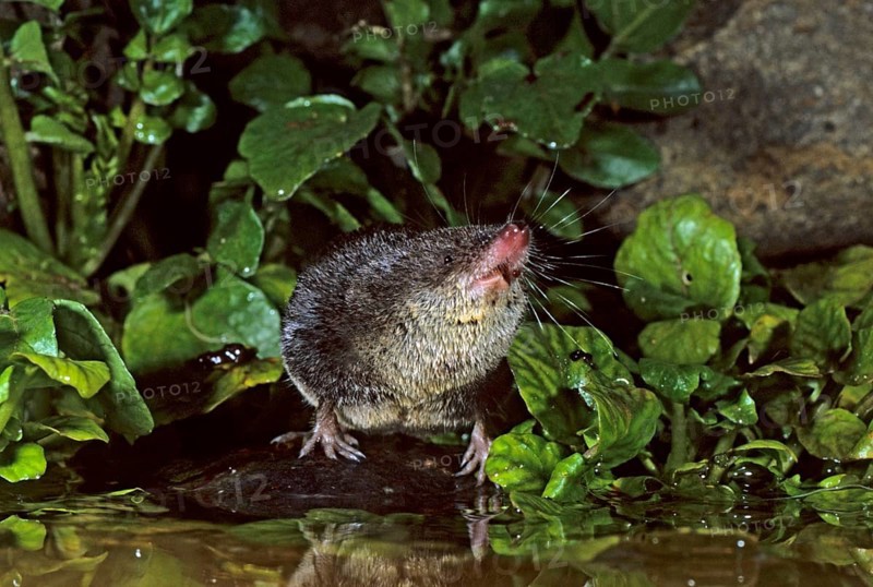 Eurasian water shrew