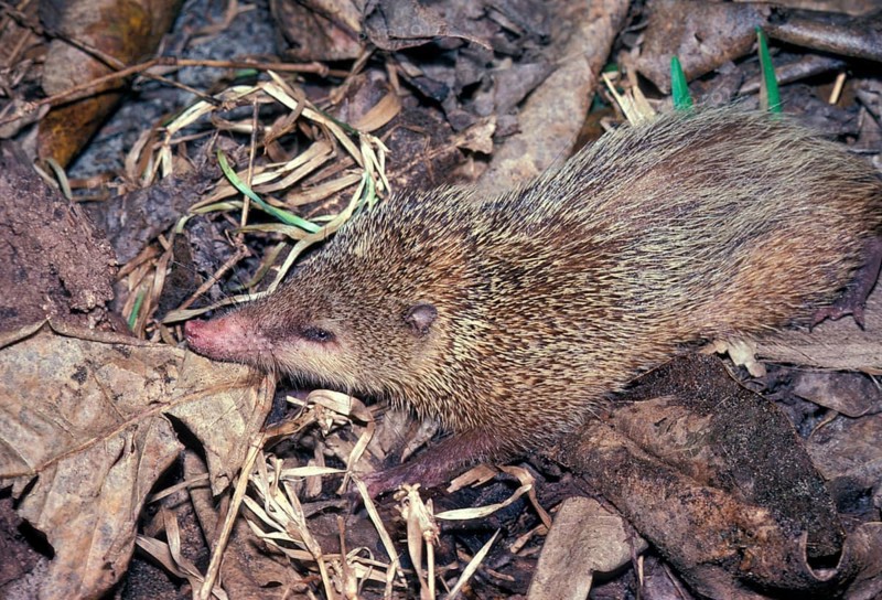 Tailless tenrec