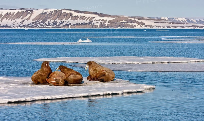 Atlantic Walrus