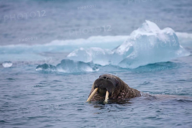 Atlantic walrus