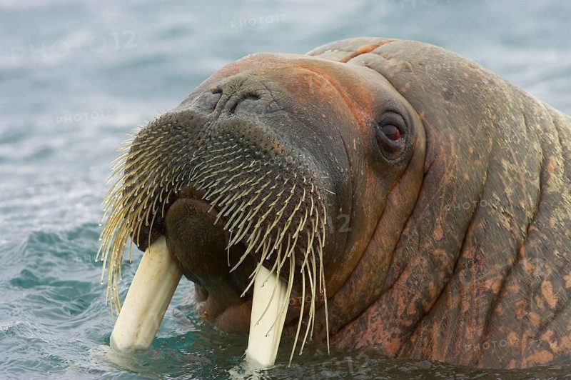 Atlantic walrus