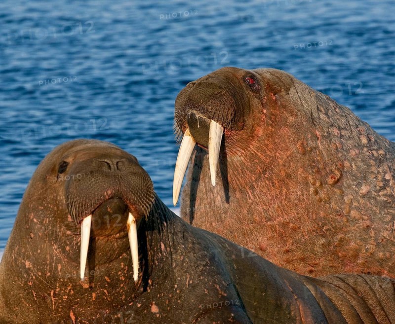 Atlantic Walrus