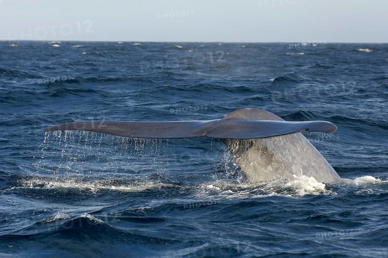 Blue whale