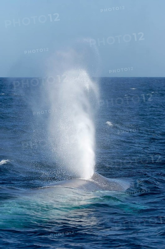 Blue whale