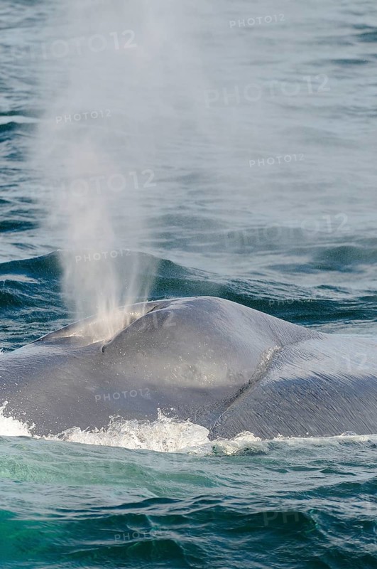 Blue whale