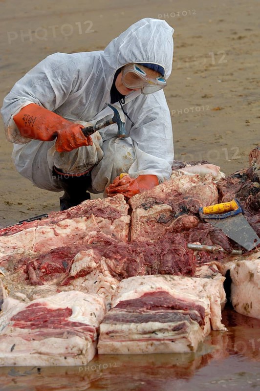Washed up dead fin whale