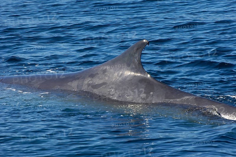 Fin whale