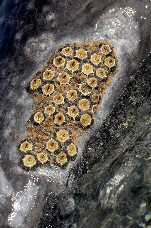 Eschrichtius gibbosus