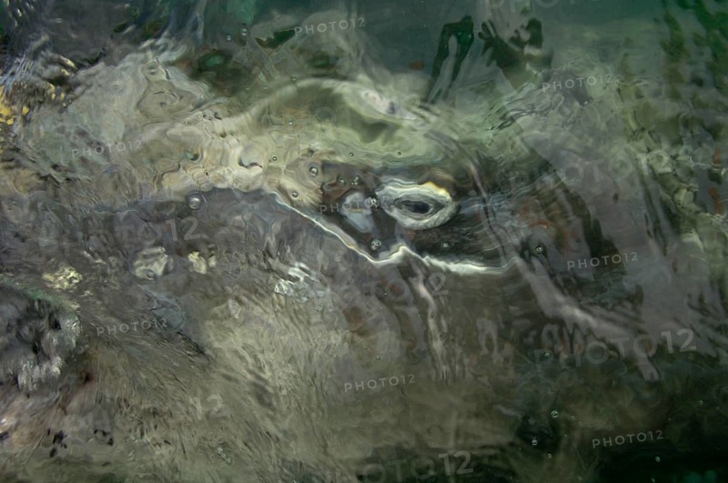 Eschrichtius gibbosus