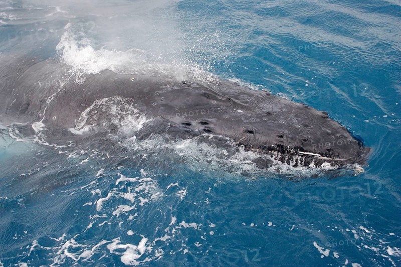 Humpback whale
