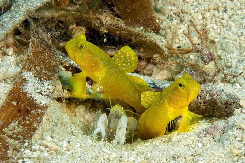Yellow prawn-goby