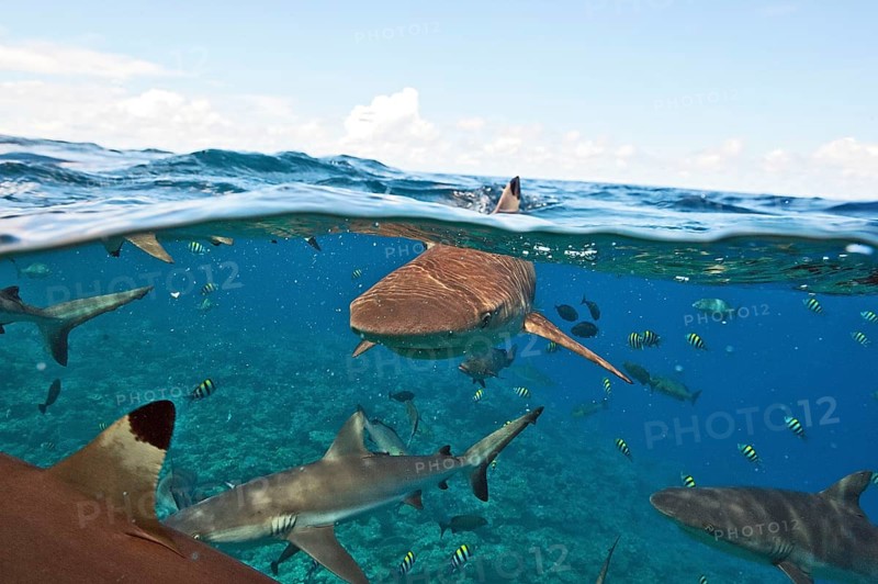 Grey reef shark