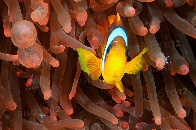 Red sea clownfish