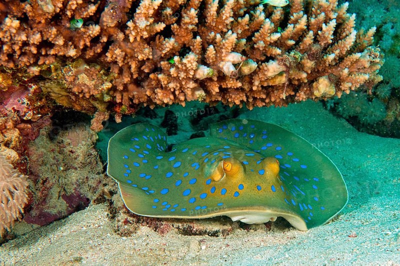 Bluespotted ribbontail ray