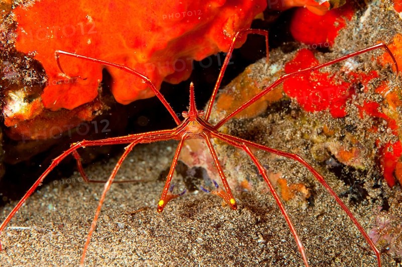 Yellowline arrow crab