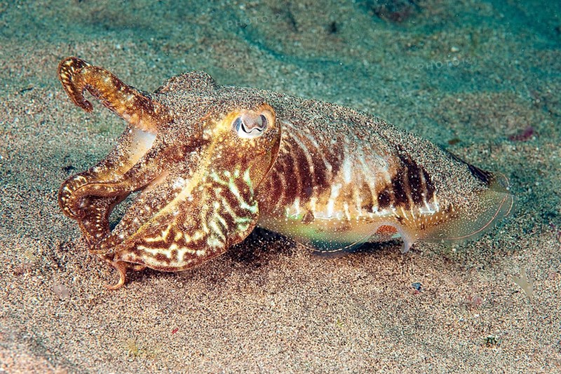 Common cuttlefish