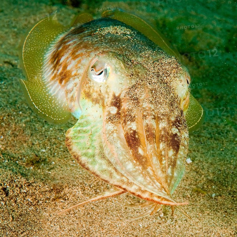 Common cuttlefish