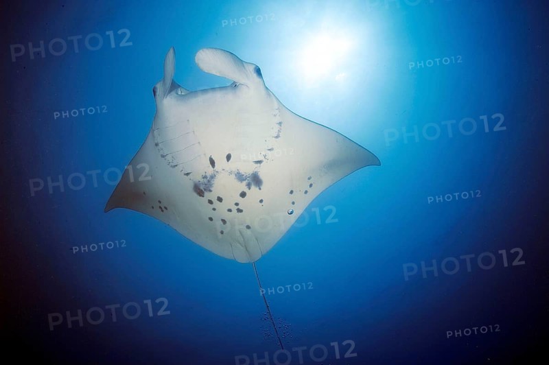 Manta