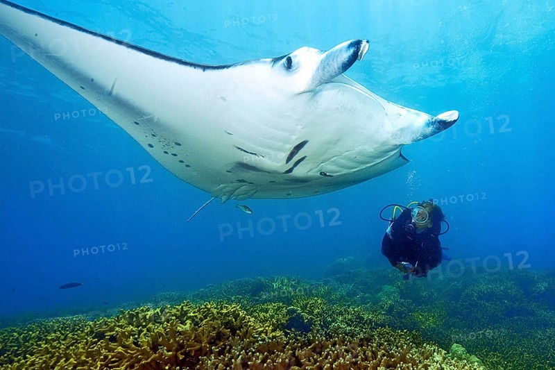 Manta