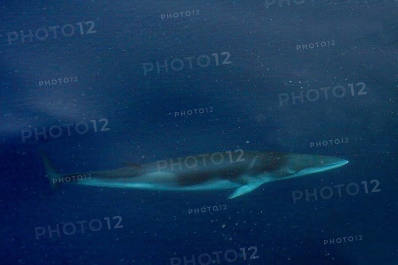 Rorqual