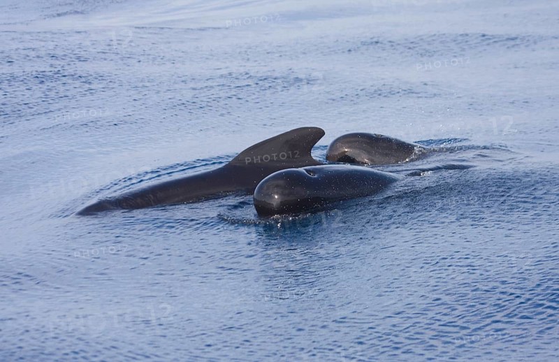 Long-finned long-finned pilot whale