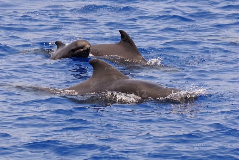 Short-finned Pilot Whale