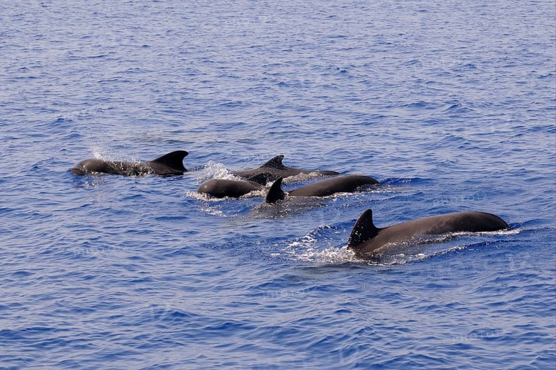 Short-finned Pilot Whale