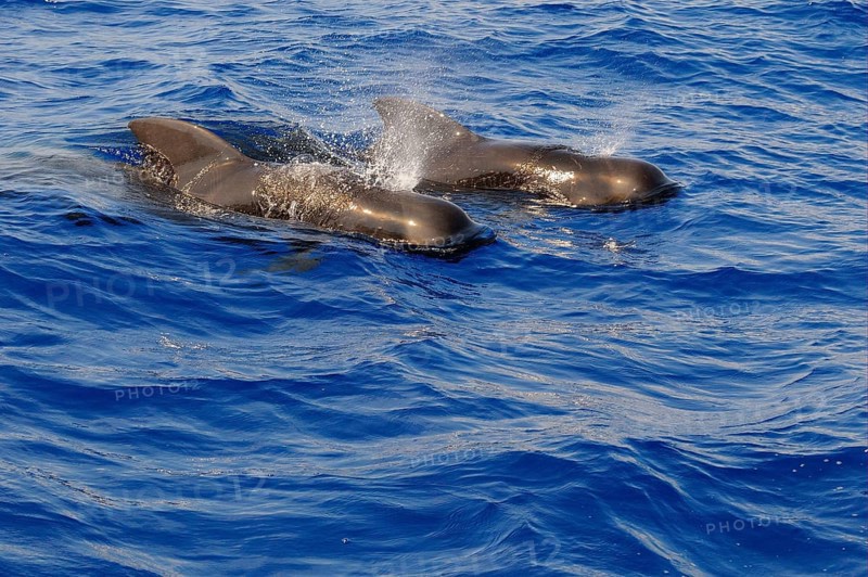 Short-finned Pilot Whale