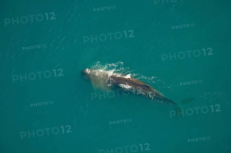 Sperm whale
