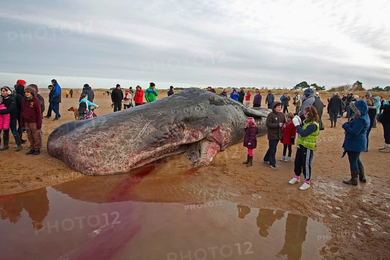 Sperm whale
