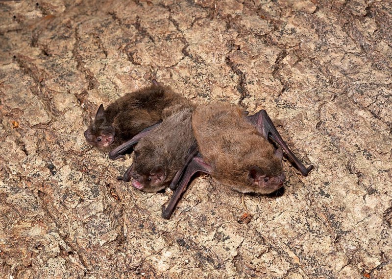 Rough-horned bat