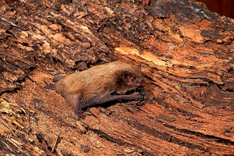 Rough-skinned bat