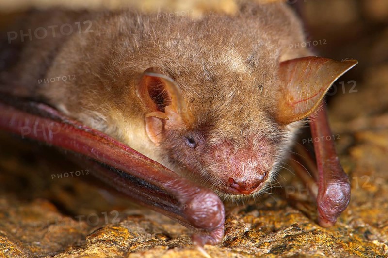 Little lesser mouse-eared bat