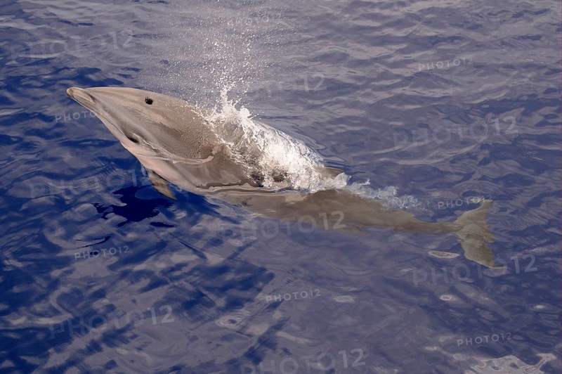 Fraser's Dolphin