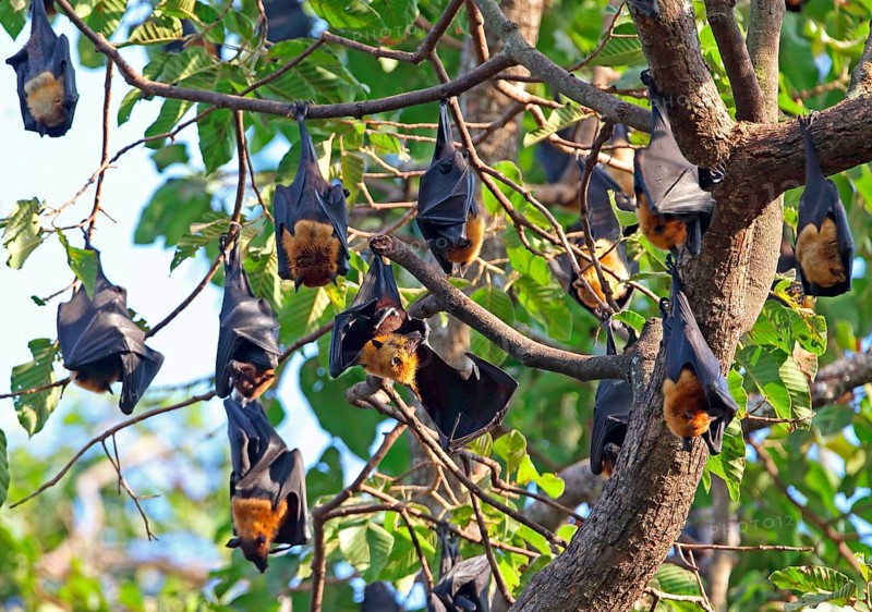 Lyle's Flying Fox