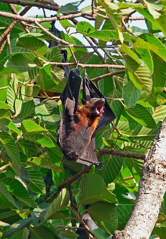 Lyle's Flying Fox