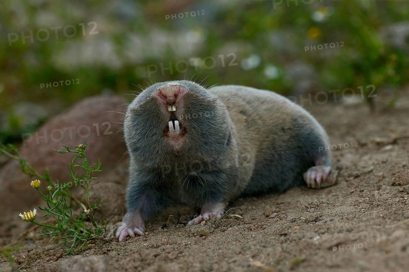 Small mole rat