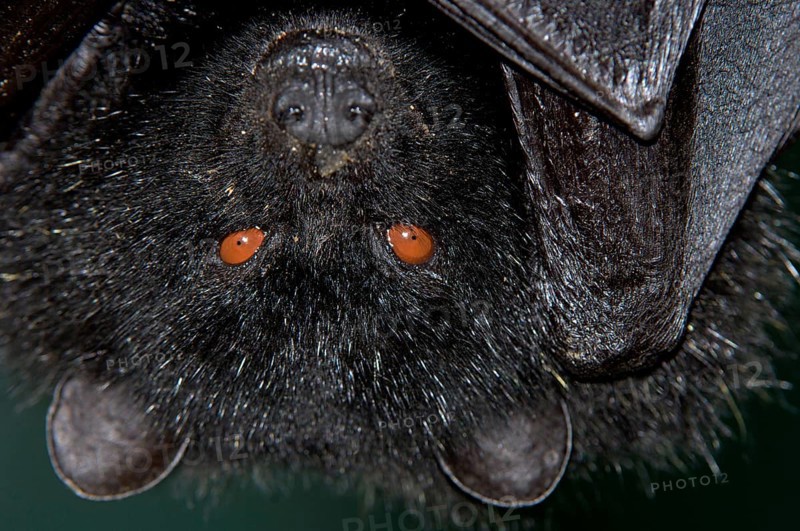 Comoro flying fox